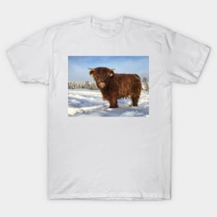 Scottish Highland Cattle Calf 1900 T-Shirt